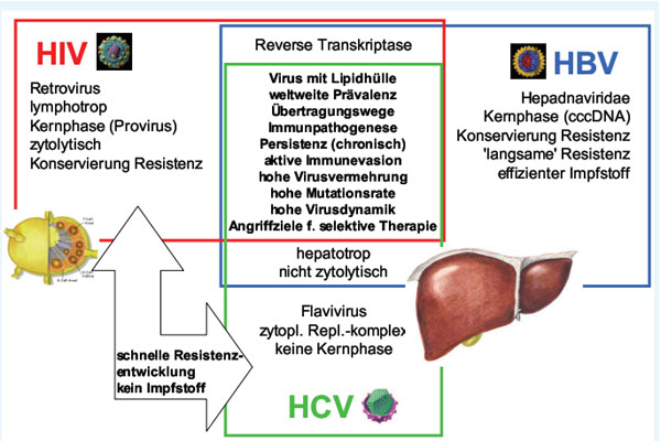 Zusammenfassung der Unterschiede und Gemeinsamkeiten der Erreger HBV, HCV und HIV 