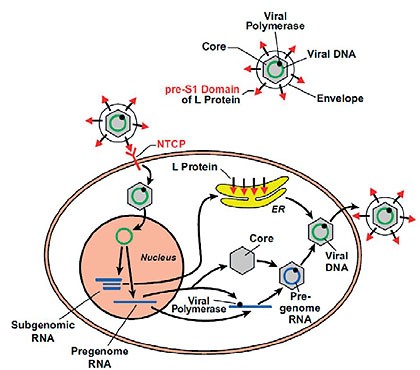 Abbildung 3:Die Rolle von NTCP im Replikationszyklus von HBV.